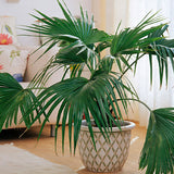 Livistona Chinensis & Chinese Fan Palm Seeds