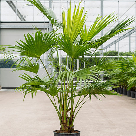 Livistona Chinensis & Chinese Fan Palm Seeds