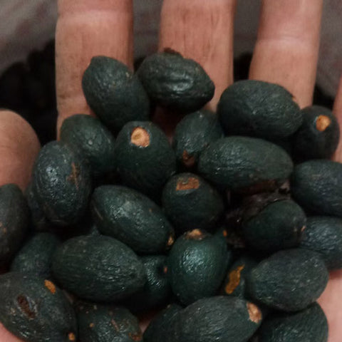 Livistona Rotundifolia & Livistona Seeds