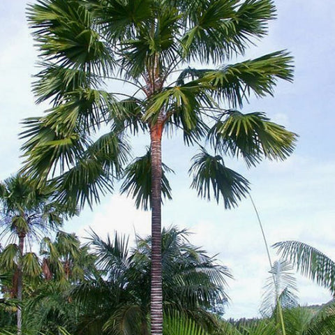 Livistona Rotundifolia & Livistona Seeds