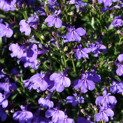 Lobelia Erinus Seeds