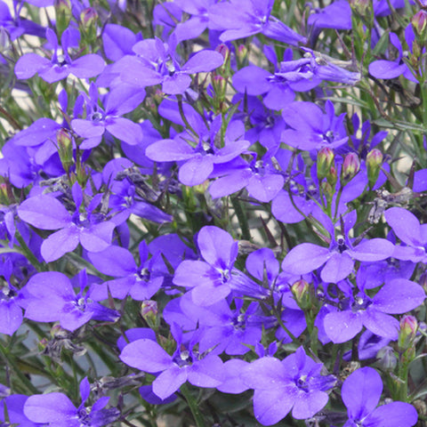 Lobelia Erinus Seeds