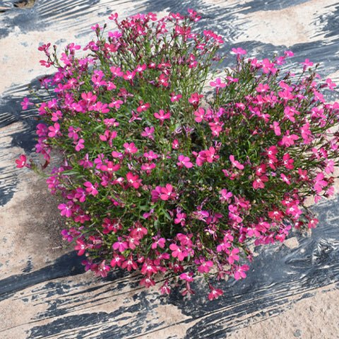 Lobelia-Sessilifolia-Sessile-Lobelia-Seeds