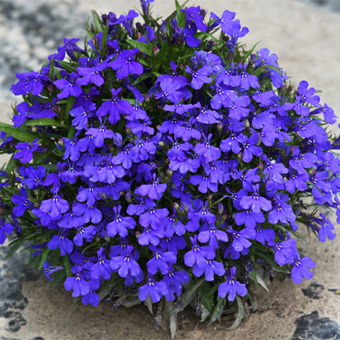 Lobelia-Sessilifolia-Sessile-Lobelia-Seeds