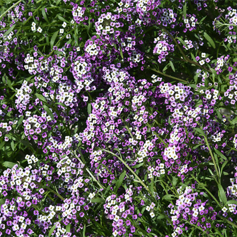 Lobularia-Maritima-Sweet-Alyssum-Seeds