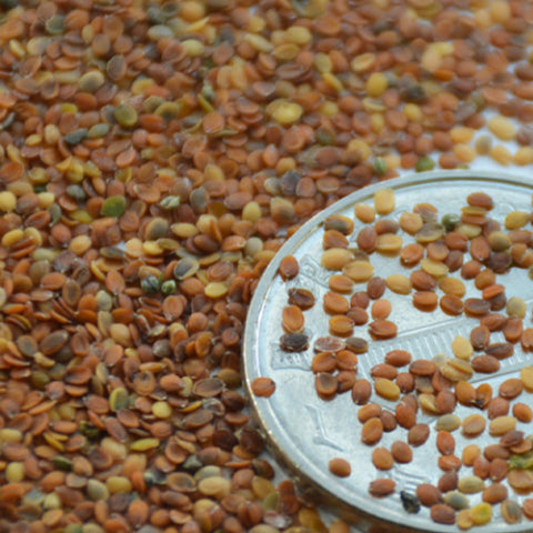 Lobularia Maritima & Sweet Alyssum Seeds