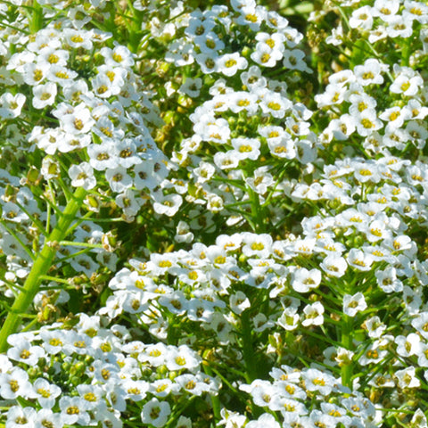 Lobularia Maritima & Sweet Alyssum Seeds