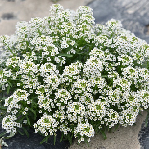 Lobularia-Maritima-Sweet-Alyssum-Seeds