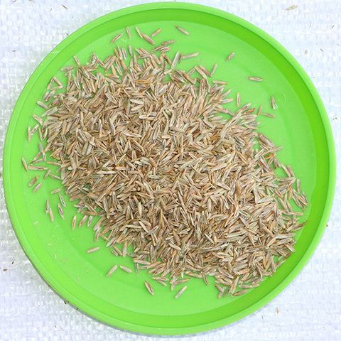 Lolium-perenne-Perennial-ryegrass-Seeds