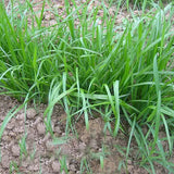 Lolium-perenne-Perennial-ryegrass-Seeds