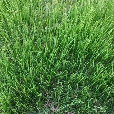 Lolium-perenne-Perennial-ryegrass-Seeds