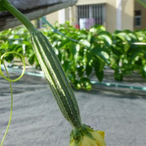 Long-Ribbed-Luffa-Seeds