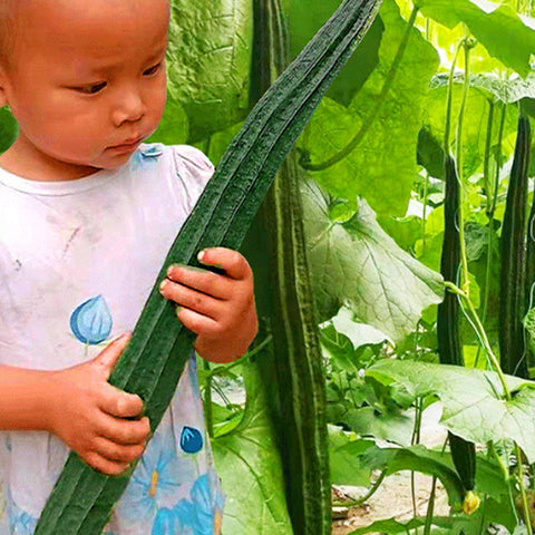 Long-Ribbed-Luffa-Seeds