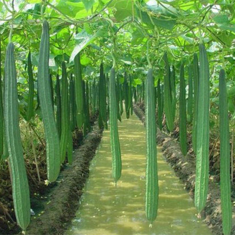 Long-Ribbed-Luffa-Seeds