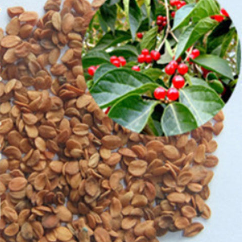 Lonicera-maackii-Amur-honeysuckle-Seeds