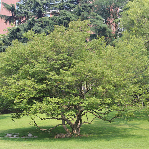 Lonicera-maackii-Amur-honeysuckle-Seeds