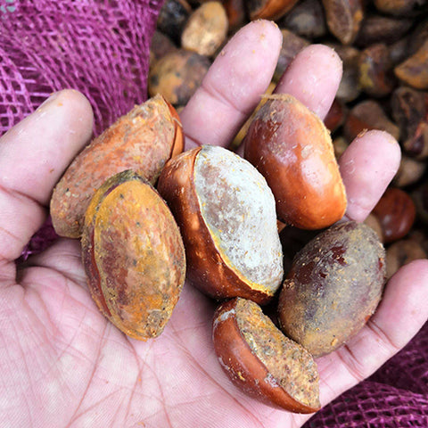 Lucuma nervosa & Cupcake fruit Seeds