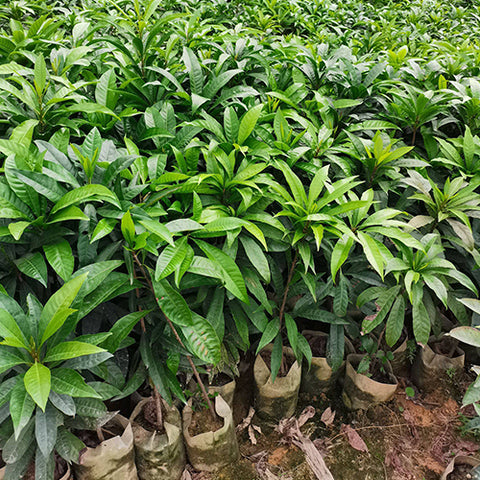 Lucuma nervosa & Cupcake fruit Seeds