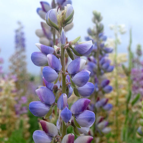 Lupinus-Micranthus-Annual-Lupine-Seeds