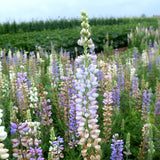 Lupinus-Micranthus-Annual-Lupine-Seeds