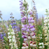 Lupinus-Micranthus-Annual-Lupine-Seeds