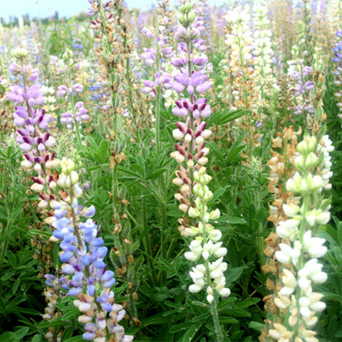 Lupinus-Micranthus-Annual-Lupine-Seeds
