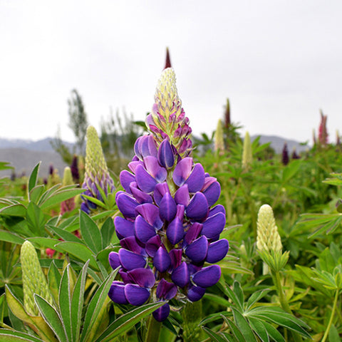 Lupinus-Micranthus-Lupine-Seeds