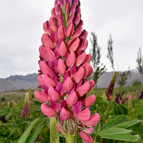 Lupinus-Micranthus-Lupine-Seeds
