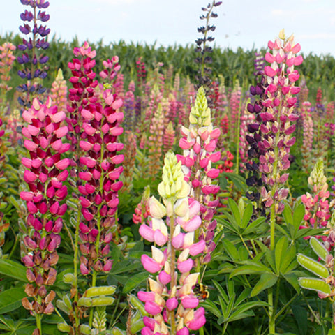 Lupinus Micranthus & Lupine Seeds