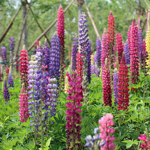 Lupinus Micranthus & Lupine Seeds