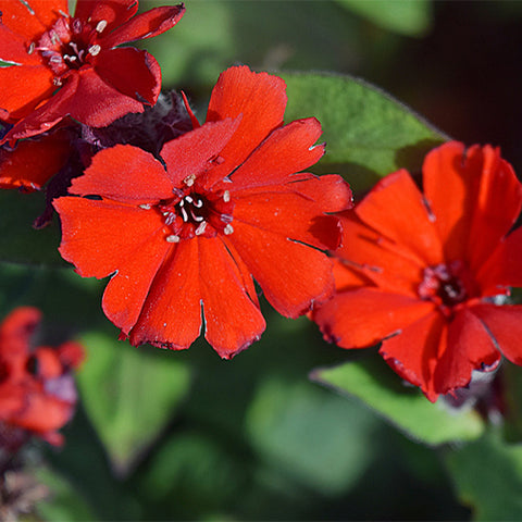 Lychnis-Fulgens-Lychnis-Seeds