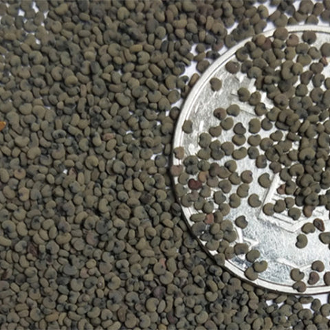 Lychnis-Fulgens-Lychnis-Seeds