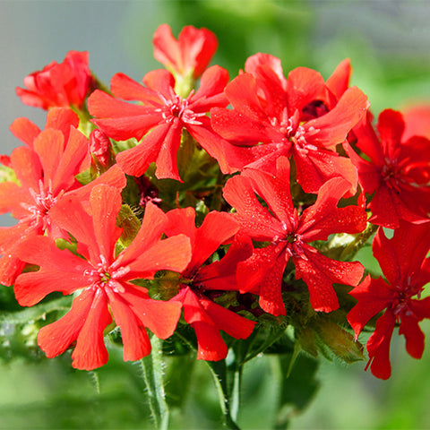 Lychnis-Fulgens-Lychnis-Seeds