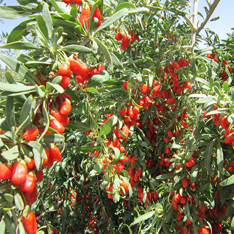 Lycium-barbarum-Lycii-Seeds