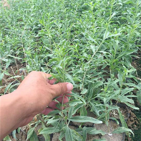 Lycium ruthenicum & Russian box thorn Seeds