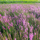 Lythrum Salicaria & Loosestrife Seeds