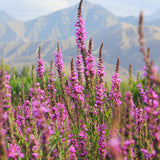 Lythrum Salicaria & Loosestrife Seeds