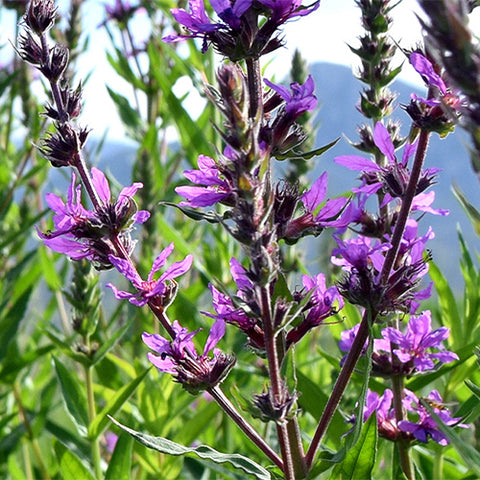Lythrum-Salicaria-Purple-Lythrum-Seeds