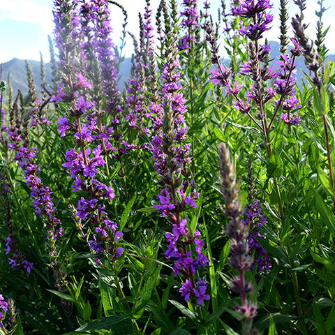 Lythrum-Salicaria-Purple-Lythrum-Seeds
