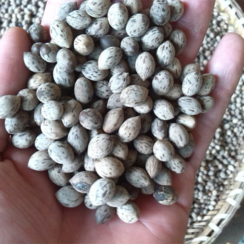 Machilus-yunnanensis-Phoebe-yunnanensis-Seeds