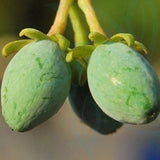 Machilus-yunnanensis-Phoebe-yunnanensis-Seeds