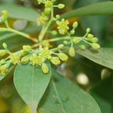 Machilus-yunnanensis-Phoebe-yunnanensis-Seeds