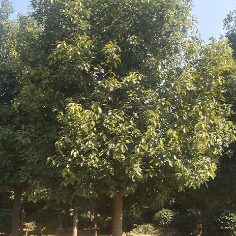 Machilus-yunnanensis-Phoebe-yunnanensis-Seeds