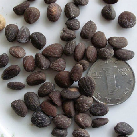 Magnolia-delavayi-Chinese-evergreen-magnolia-Seeds