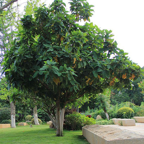 Magnolia-delavayi-Chinese-evergreen-magnolia-Seeds