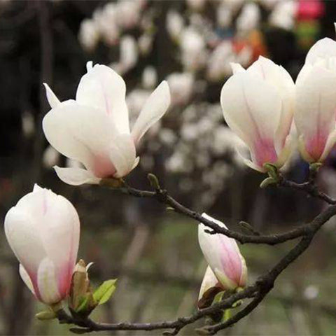 Magnolia denudata & White jade orchid tree Seeds