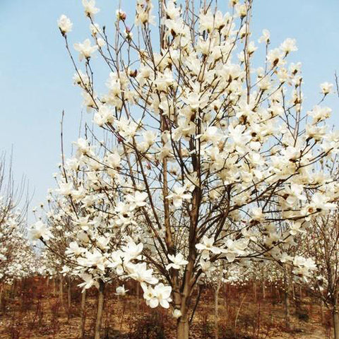 Magnolia denudata & White jade orchid tree Seeds