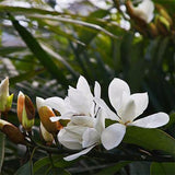 Magnolia grandiflora & Southern magnolia seeds