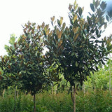Magnolia grandiflora & Southern magnolia seeds