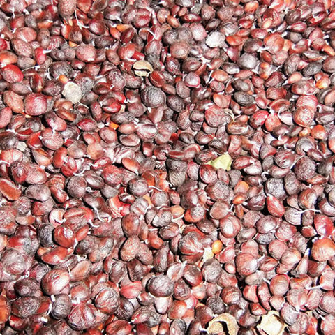 Magnolia-liliflora-Purple-Magnolia-Seeds